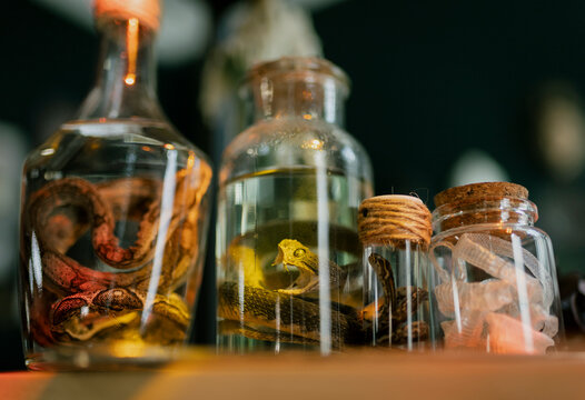 Specimen of snake preserved in solution formaldehyde on dark background. Glass jar with poisonous dead snake.	