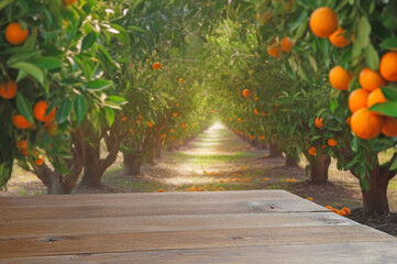 orange orchard with fruit trees and wooden display board background