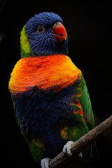 Vertical selective focus of a colorful parrot standing on a piece of wood