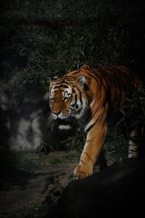 Fototapeta na wymiar Vertical shot of an Amur tiger walking in darkness in a forest