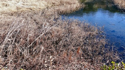 雑草に覆われた冬の原っぱと沼