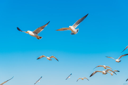 Seagulls flying freely in the blue sky