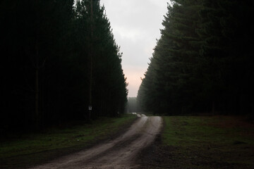 Foggy Forest