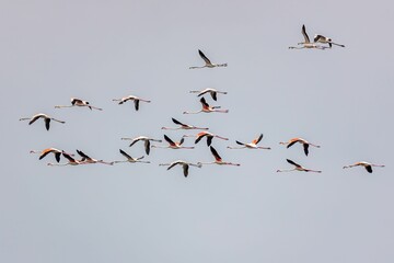 Flock of storks flying over sunlit clear sky background