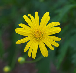 Beautiful close-up of an euryops pectinatus flower