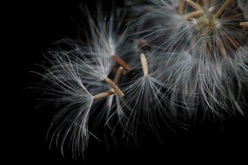 Macro shot of a dandelion flower isolated on a black background © Dinurj/Wirestock Creators