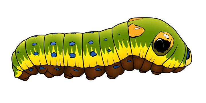 Spicebush swallowtail caterpillar papilio troilus green clouded butterfly vector image
