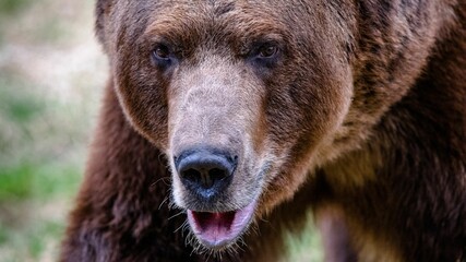 Closeup of brown bear head