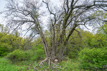 Fototapeta na wymiar The beautiful Kasnak Meşesi is endemic tree and protected in the Pulley Oak Nature Conservation Area In Isparta