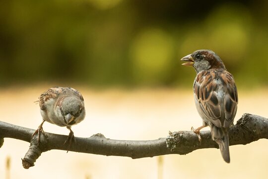 Closeup of common sparrows perched on a tree branch in a field with a blurry background