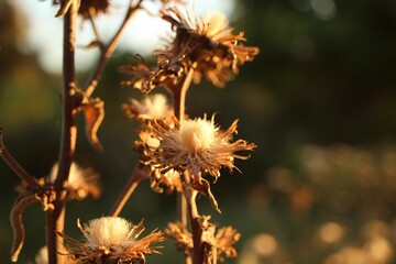 Close-up of dried plants illuminated by the setting sun during the golden hour