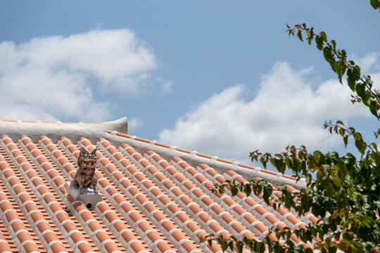 沖縄の赤瓦屋根とシーサー