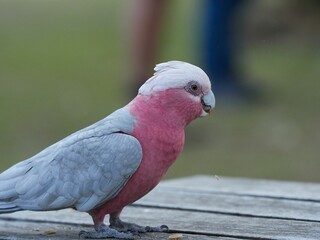 Closeup shot of a pink gray Australian Galah bird perched on a wooden table