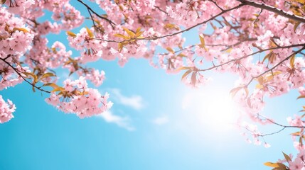 Frame of branches of blossoming cherry against background of blue sky and fluttering butterflies in spring on nature outdoors. Pink sakura flowers soft focus, dreamy romantic image of spring nature