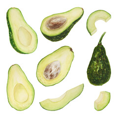 Set of avocado watercolor hand drawn realistic illustrations. Green and fresh arts of salad, sauce, guacamole, smoothie ingredient. For textile, menu, cards, paper, package design