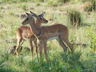 Naklejka na ściany i meble Cute couple of impala antelopes (Aepyceros melampus) in the natural habitat