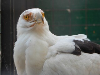Closeup of a Palm-nut Vulture bird in Africa