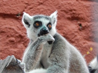 Closeup of a lemur in a zoo of Africa