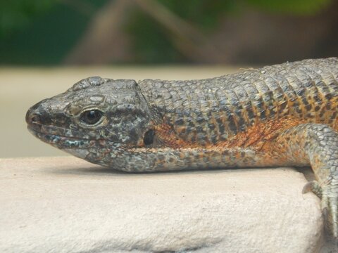 Closeup of a giant plated lizard on the stone