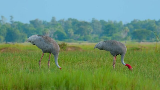 Aerial view of sarus cranes in greenery field
