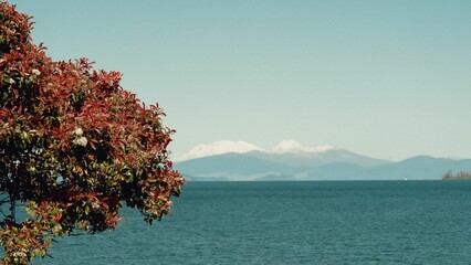 Scenic view of a red tree over an ocean with a mountain range in the background on a sunny day
