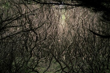 Beautiful view of tangled dry branches in a forest during sunrise - obrazy, fototapety, plakaty