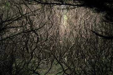Fotobehang Beautiful view of tangled dry branches in a forest during sunrise © Jack In A Lens/Wirestock Creators