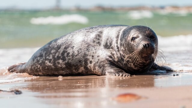 Gray seal on the shore of Skagen town on a sunny day in Vendsyssel, Denmark