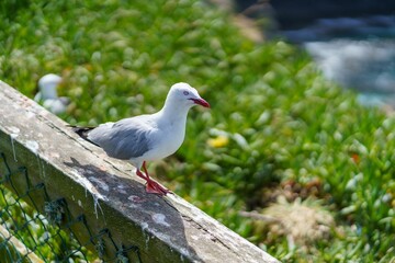 Closeup of a red-billed gull perched on a wooden pole, blurred trees background
