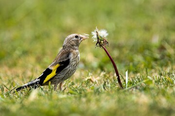 Goldfinch picking seeds out of a dandelion
