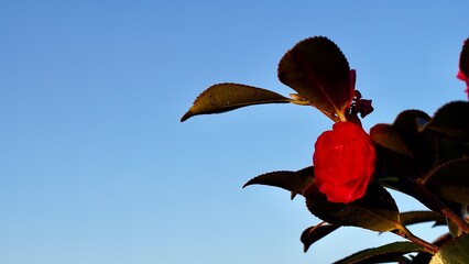冬の朝に満開に咲いている赤色のつばき