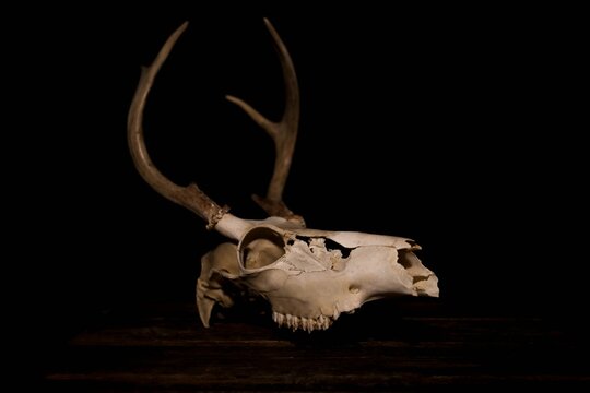 Skull of Young male buck white tail deer on a wooden crate against black background