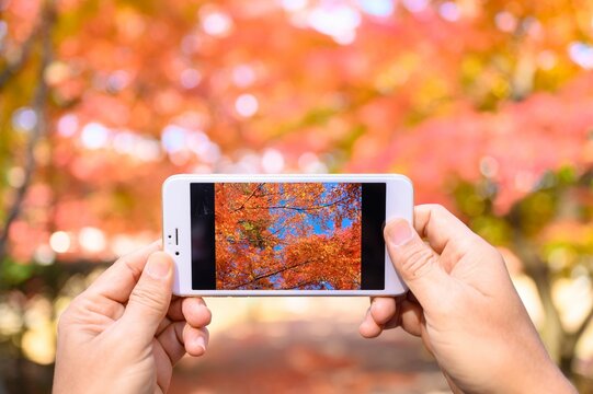 Closeup shot of a smartphone in the hands of a person in the camera mode, picture of red trees