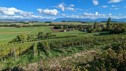 Fototapeta na wymiar Landscape of vineyards, trees and mountains with blue cloudy sky on the horizon in Switzerland
