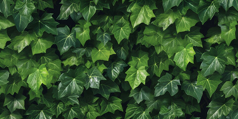 A wallpaper of green ivy leaves - obrazy, fototapety, plakaty