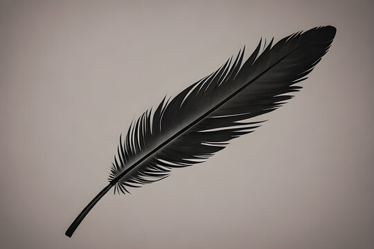 Beautiful black feather isolated on gray background