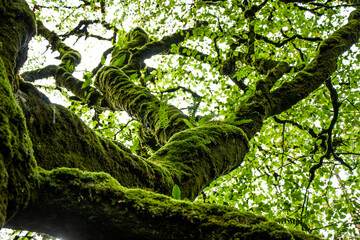 Close up of trees with crooked branches covered with moss in forest in Ireland