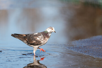 Pigeon walking through a puddle