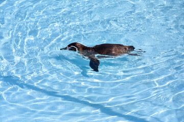 水の中を気持ちよさそうに泳ぐペンギン
