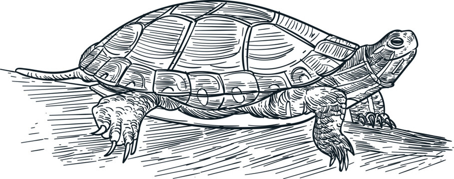 Vintage hand drawn sketch blanding painted turtle