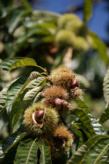 Ripe sweet chestnuts on tree in autumn