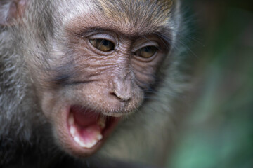 close up portrait of a baboon