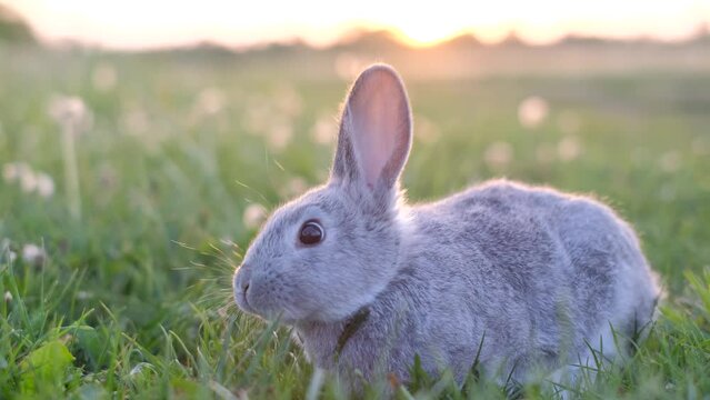 A small rabbit is sitting in the green grass on a sunny day, the bunny is gray. 