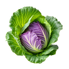 Fototapeta premium cabbage isolated on white background created with Generative AI