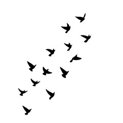 Fototapeta na wymiar Flying bird silhouette 