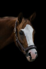 Portrait of a Mare horse head with a bridle isolated against black background