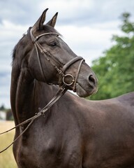 Obraz premium Selective of an artistic horse with bridle
