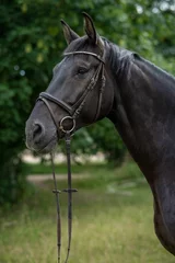 Fototapeten Selective of an artistic horse with bridle © 13lights Photo/Wirestock Creators