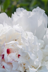 Small sweat bee on a white peony bloom