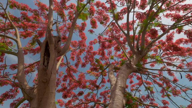 Delonix regia, phoenix flower or flame of the forest tree bursting into vivid red flower.  Stunning red colors against vivid blue sky, tilt up from inside. Stunning flowers in bloom.
